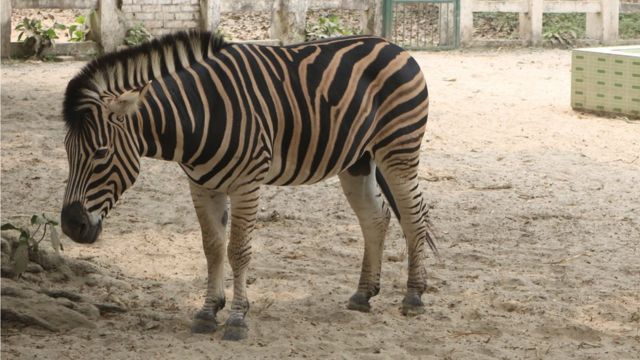 জেব্রা খাঁচার ভেতরে।