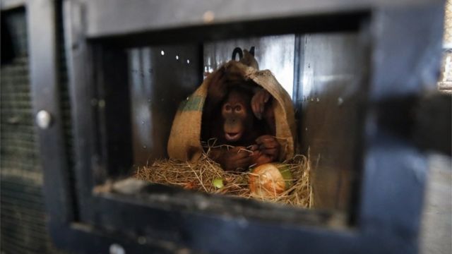 orangutan