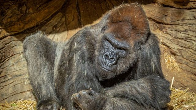 Одна из горилл в зоопарке Сан-Диего