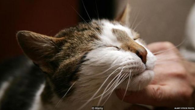 बिल्ली म्याऊं-म्याऊं क्यों करती है? - BBC News हिंदी