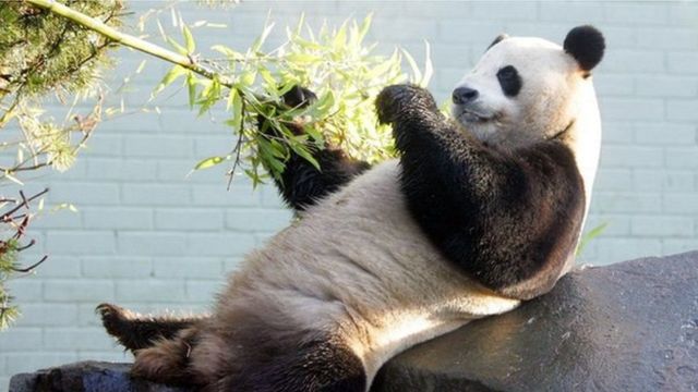 最新考古研究发现大熊猫近亲 600万年前曾在欧洲大陆生活(photo:BBC)