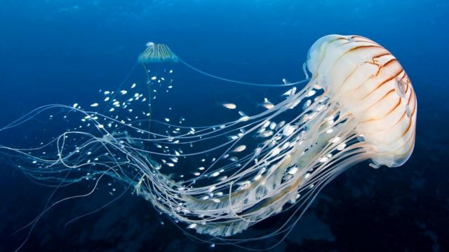 Компасная медуза - крапива северных морей (Chrysaora melanaster)