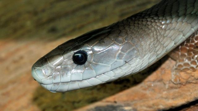 Mulher encontra 2ª cobra mais venenosa do mundo em sua cama na