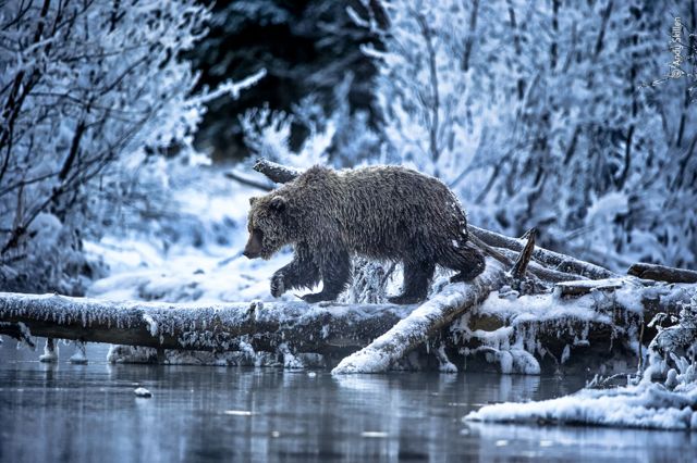 Urso ao lado de lago e em meio a neve