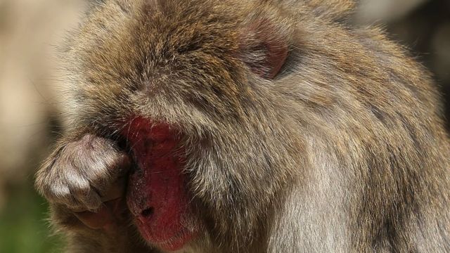یک میمون ماکاک ژاپنی که با آلرژی به گرده دست و پنجه نرم می‌کند