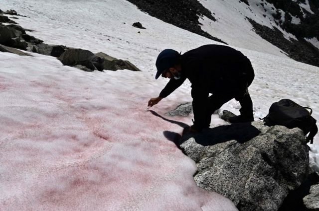 Biagio di Maio, researcher at CNR (National Research Council) takes samples of pink colored snow on July 4, 2020 on the top of the Presena glacier near Pellizzano