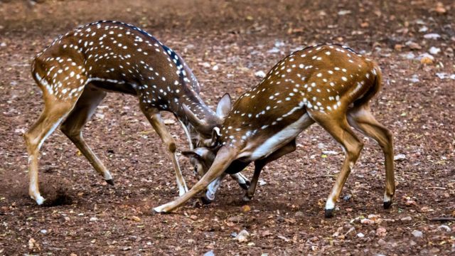 இரை உயிரினங்கள்