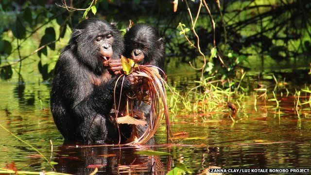 bonobo wading, carrying infant