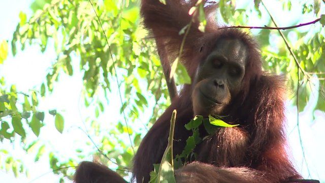 Orangutan