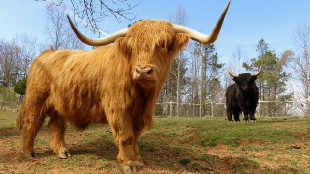 Islander UK Angus Highland Cow Keyring - British Isles