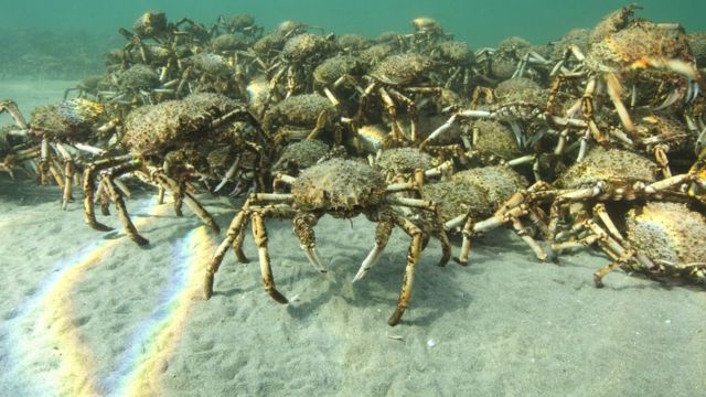 caranguejos gigantes no mar da Austrália