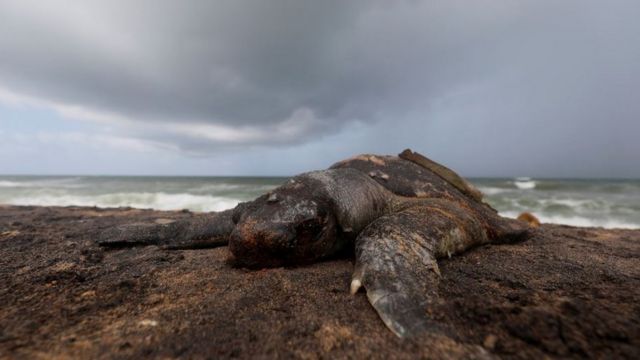 Dead fish and turtles have washed up in Negombo
