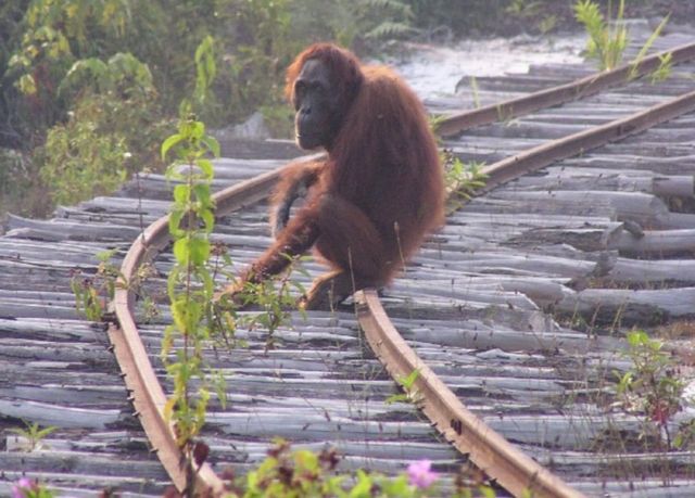 Bornean orangutan on train track (c) Serge Wich