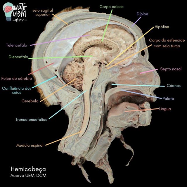 Estudantes de Medicina criam aplicativo para auxiliar no aprendizado da  disciplina Anatomia — Universidade Federal do Maranhão