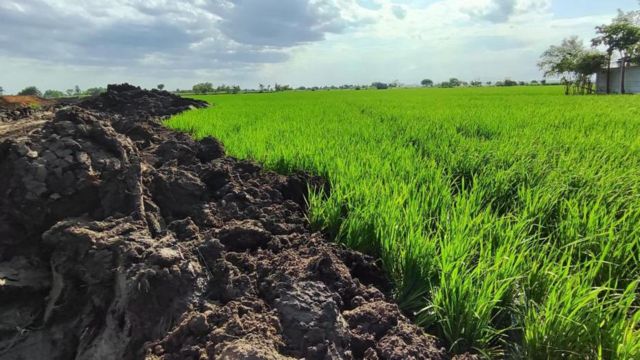 புல்டோசர்கள் கொண்டு அழிக்கப்படும் விளைநிலங்கள்