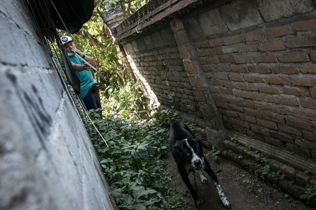 Kasus Rabies Di Ntt Berpotensi Jadi Wabah Yang Besar Hingga Ke Timor