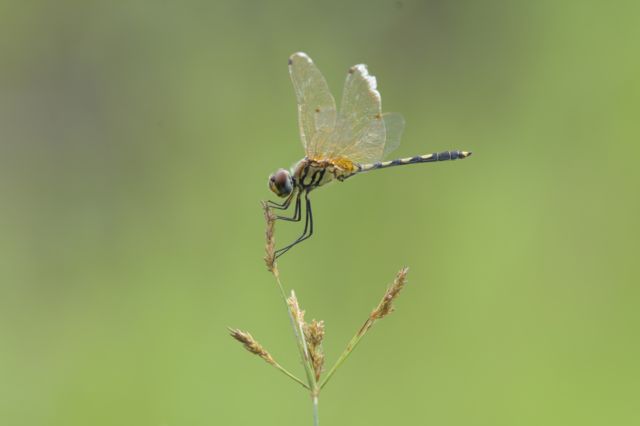 தட்டான்பூச்சி கணக்கெடுப்பு