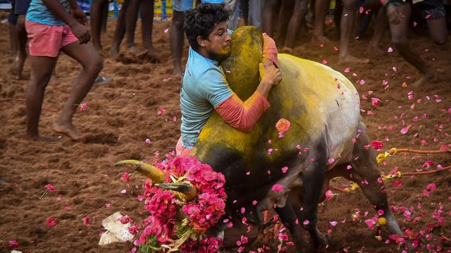 ஜல்லிகட்டு