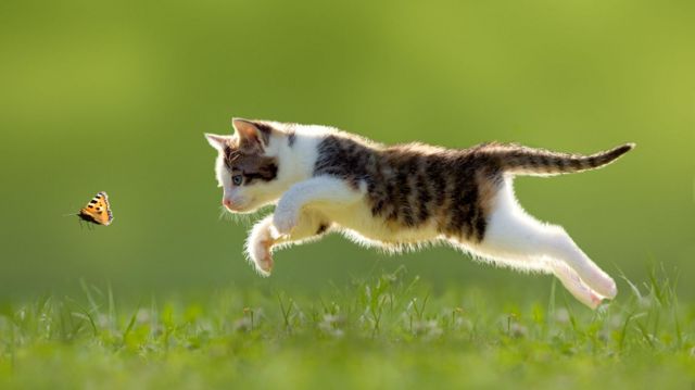 Gato filhote caçando uma borboleta