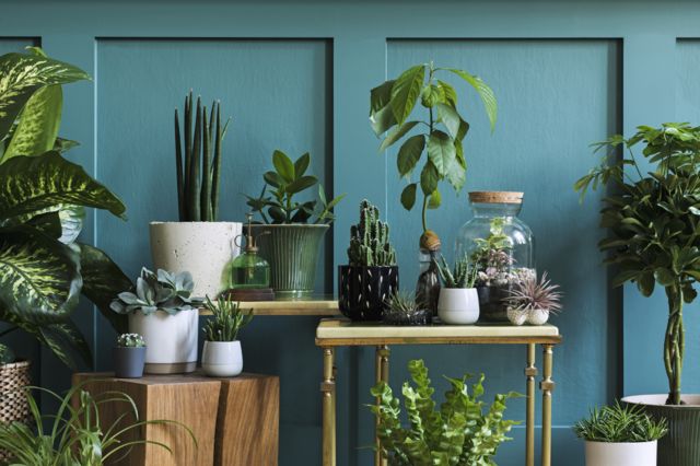 Decoração viva: 8 plantas para ter em casa