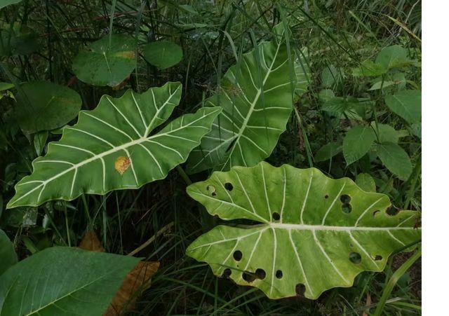 4 conselhos de um botânico para não matar as plantas em casa - BBC News  Brasil