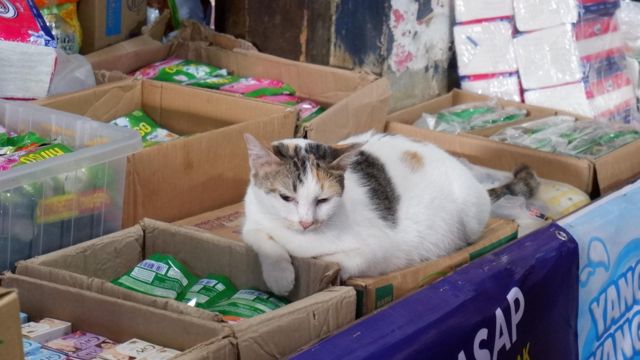 Kucing liar di Pasar Kiaracondong, Bandung