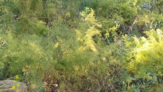 कुरिलो