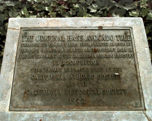 Placa de reconocimiento a la contribución de Rudolph Hass a la industria del aguacate de California, colocada al lado del árbol madre de aguacates Hass.