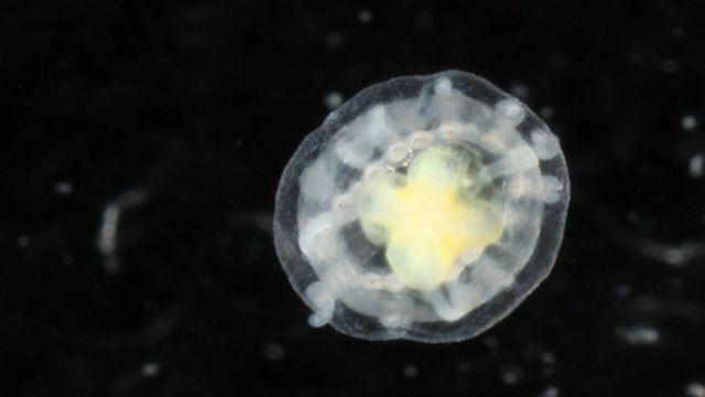 காம்பெர்ட்ஸ் - மேக்ஹாம் இறப்பு விதி