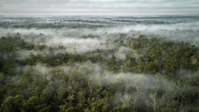 Papua, pembakaran hutan, Korindo, Korea Selatan, perkebunan sawit