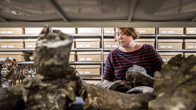 Seorang perempuan melihat fosil yang tersimpan di menara koleksi, yang merupakan bagian dari koleksi Dubois, di museum Naturalis, Leiden, Belanda