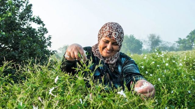 القرية المصرية الصغيرة التي تنتج نصف ياسمين العالم