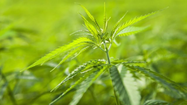 Марихуана и план разные вещи проращивание семян марихуаны для гидропоники