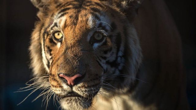 புலி