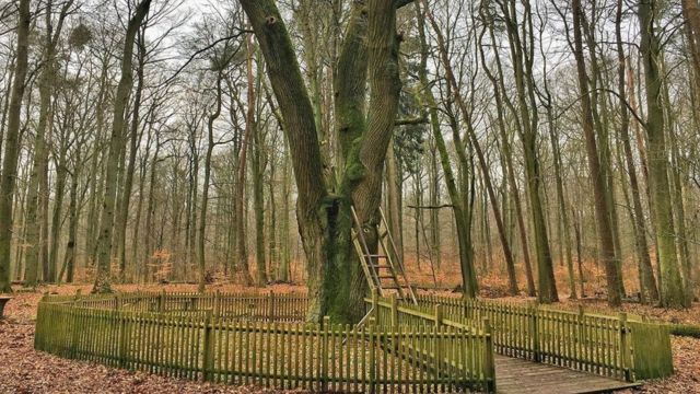 سلم خشبي طوله ثلاثة أمتار يؤدي إلى كوة صغيرة في شجرة البلوط التي عمرها 500 عام