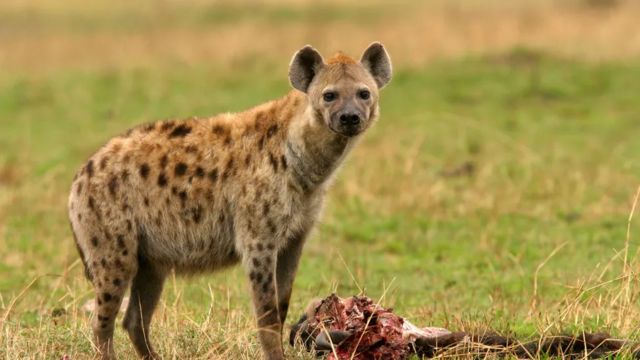 Hyena membantu melindungi manusia dan hewan dari penyakit seperti antraks dan tuberkulosis