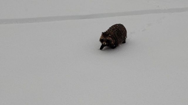 собака