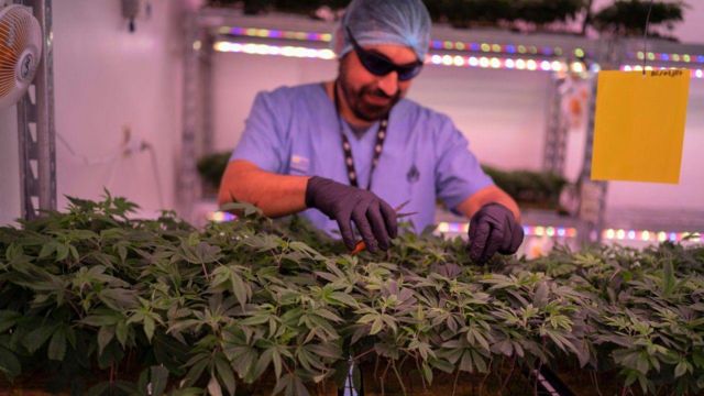 Un trabajador revisas las plantas de marihuana