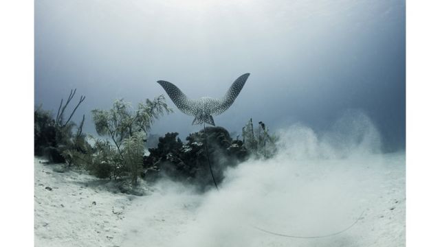 Удаляющийся морской скат-орляк