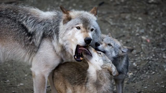 Волки вылизывают друг другу пасть - либо прося поесть, либо в знак покорности