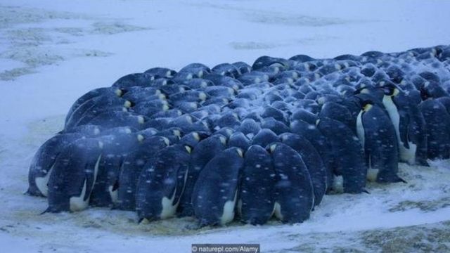 Pinguins-imperadores (Aptenodytes forsteri)
