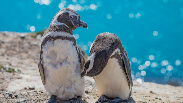 Pareja de pingüinos