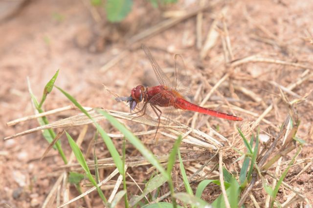 தட்டான்பூச்சி கணக்கெடுப்பு