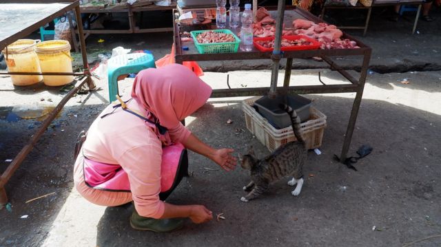 Kucing liar di Pasar Kiaracondong, Bandung.