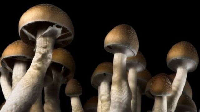 மேஜிக் காளான்