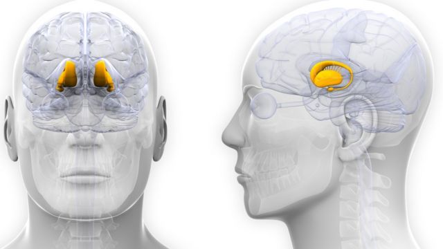 Ilustración con cabeza masculina destacando algunas partes del cerebro.