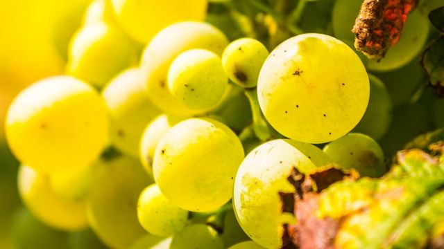 Prosecco grapes