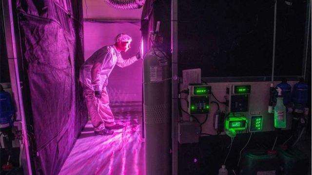 Laboratório de produção de maconha da Bedrocan, no Canadá