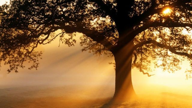 'Wrong type of trees' in Europe increased global warming