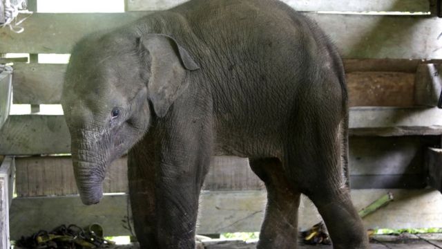 赤ちゃんゾウ 密猟のわなで鼻半分失い死ぬ インドネシア cニュース